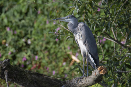 Grey heron, Ardea cinerea, Czapla siwa, grey heron on tree branch, wild life