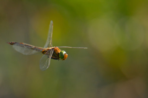 Dragonfly, Ważka, dragonfly in flight, insect in flight close up