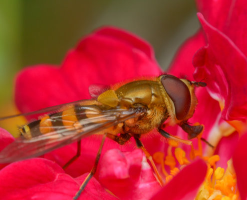 Episyrphus balteatus, Marmalade hoverfly, Bzyg prążkowany, Macro photography, red flower