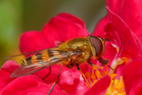 Episyrphus balteatus, Marmalade hoverfly, Bzyg prążkowany, Macro photography, red flower