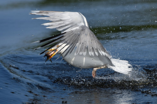 European herring gull, Larus argentatus, Mewa srebrzysta, water bird wingspan