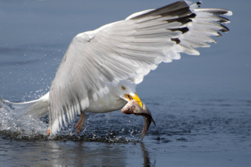 European herring gull, Larus argentatus, Mewa srebrzysta, hunting, bird with fish, fishing, water bird close up