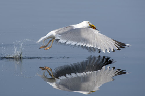 European herring gull, Larus argentatus, Mewa srebrzysta, water reflection, water bird