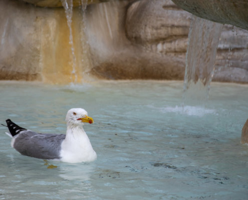 European herring gull, Larus argentatus, Mewa srebrzysta, Gull in fountain, gull in Rome, bird in rome