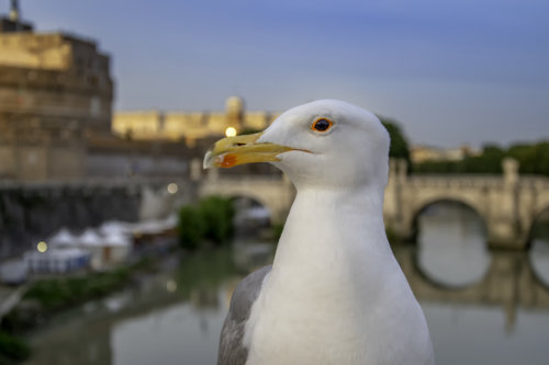 European herring gull, Larus argentatus, Mewa srebrzysta, Gull in Rome, rome bird, birds in Rome