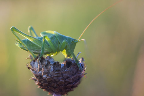 Konik polny, Grasshopper, insect close up