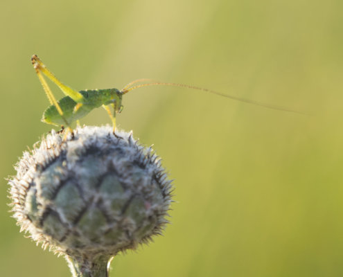 konik polny, Grasshopper, close up macro photography