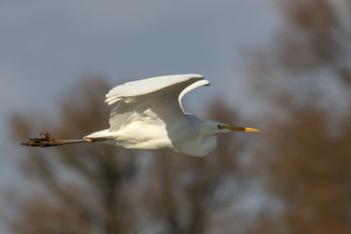 water bird, Great egret, Ardea alba, Czapla biała, white big bird in flight, nature photography