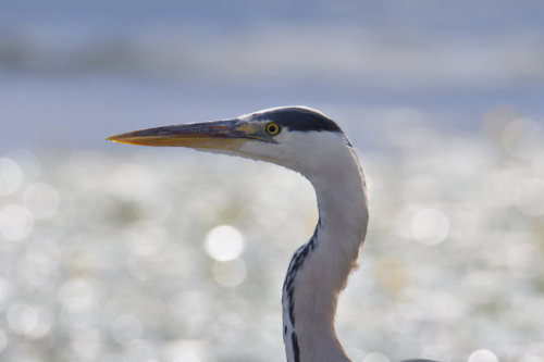 Grey heron, Ardea cinerea, Czapla siwa, grey heron long neck wings bird closeup wildlife nature photography