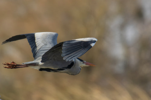 Grey heron, Ardea cinerea, Czapla siwa, grey heron in flight bird in flight wings bird closeup wildlife nature photography beige background
