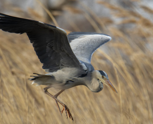 Grey heron, Ardea cinerea, Czapla siwa, grey heron in flight bird in flight wings bird closeup wildlife nature photography