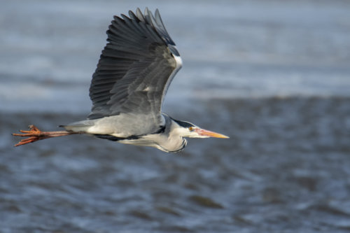 Grey heron, Ardea cinerea, Czapla siwa, grey heron in flight bird in flight water bird wildlife nature photography