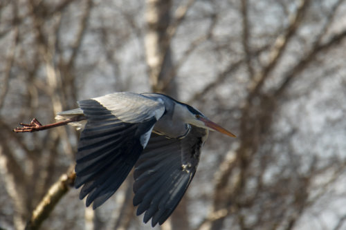 Grey heron, Ardea cinerea, Czapla siwa, bird in flight, heron in flight, tree background