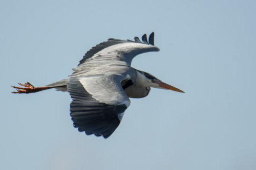 Grey heron, Ardea cinerea, Czapla siwa, grey heron in flight bird in flight
