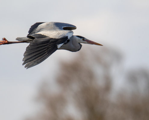Grey heron, Ardea cinerea, Czapla siwa, grey heron in flight, big bird