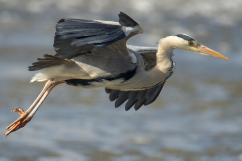 Grey heron, Ardea cinerea, Czapla siwa, grey heron in flight bird in flight wings water bird closeup wildlife nature photography