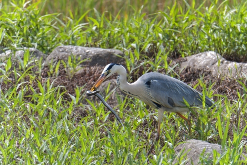 Grey heron bird with hunted snake