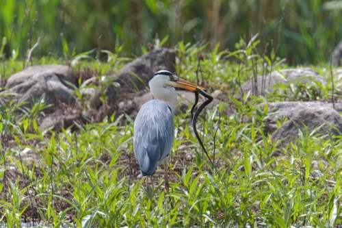 Grey heron bird with snake in his beak