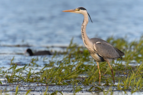 Grey heron bird walking in water, wildlife nature photography