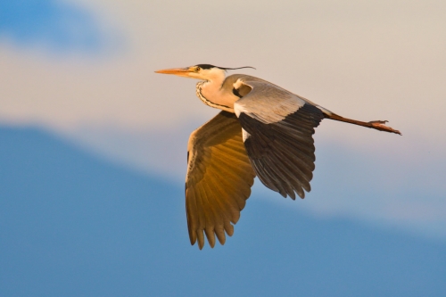 Flying grey heron bird at sunset sky, sunrise sky, wildlife nature photography
