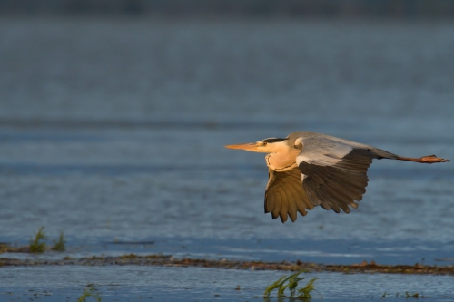 Water bird, flying grey heron, wildlife nature photography