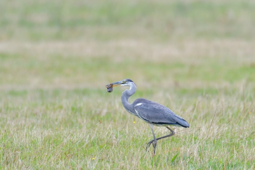 Grey heron, Ardea cinerea, Czapla siwa, eating bird, eat, big grey bird long neck, walking bird on grass, mouse in beak