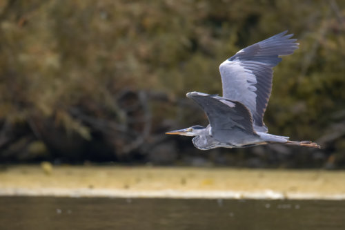 Grey heron, Ardea cinerea, Czapla siwa, grey heron in flight, wild life nature, wingspan