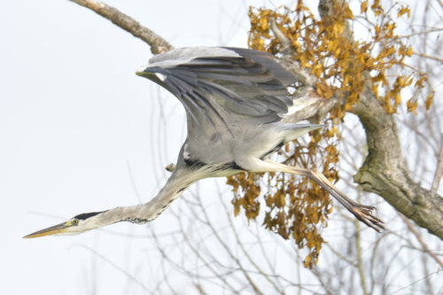 Grey heron, Ardea cinerea, Czapla siwa, grey heron in flight, tree branch wild life nature