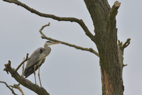 Grey heron, Ardea cinerea, Czapla siwa, grey heron on tree, wildlife nature photography