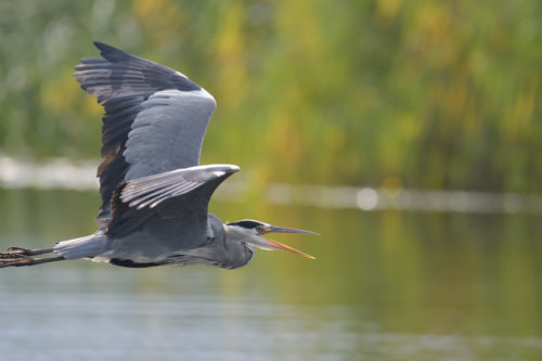 Grey heron, Ardea cinerea, Czapla siwa, grey heron in flight, singing heron