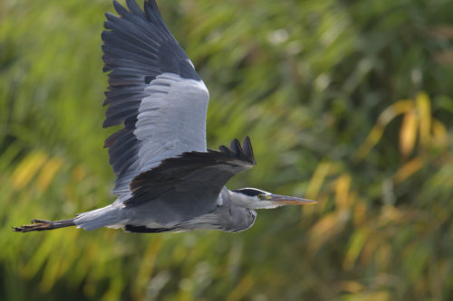 Grey heron, Ardea cinerea, Czapla siwa, grey heon in flight