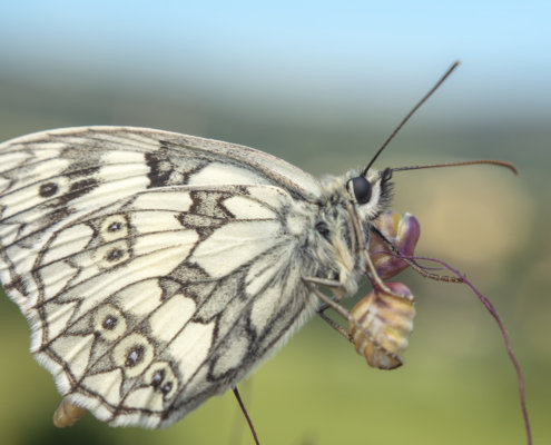 Butterfly, motyl, Marbled white, Melanargia galathea, Polowiec szachownica, white butterfly