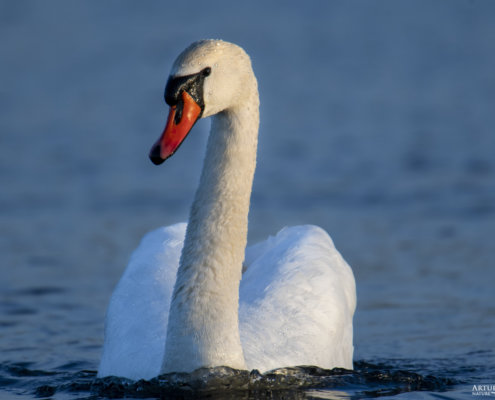 Mute swan, Cygnus olor, Łabędź niemy, white bird close up, blue water