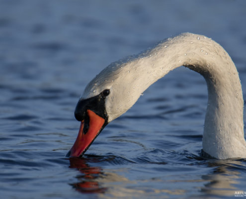 Mute swan, Cygnus olor, Łabędź niemy, long neck, white bird close up