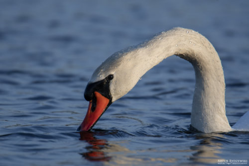 Mute swan, Cygnus olor, Łabędź niemy, long neck, white bird close up