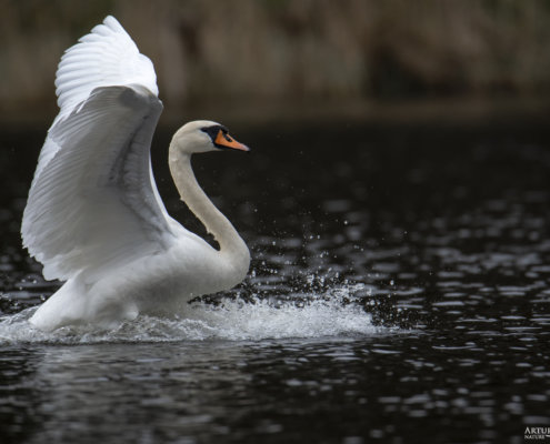 Mute swan, Cygnus olor, Łabędź niemy, big white bird in water