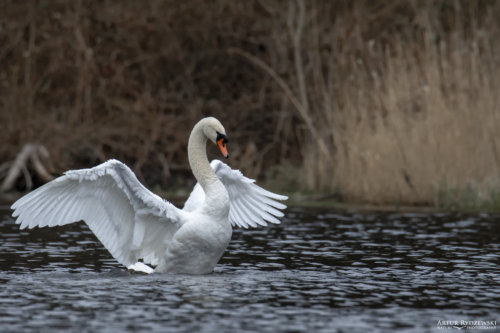 Mute swan, Cygnus olor, Łabędź niemy, big white bird