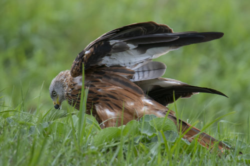 Red kite, Milvus milvus, Kania Ruda, bird, bird of prey, wild life, photography, nature photography, Artur Rydzewski, wings, prey, grass