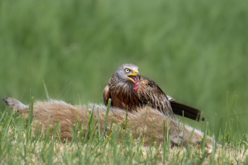 Bird of prey Red kite, bird, brown bird, bird eating wild pig, meat, wild life nature photography artur rydzewski
