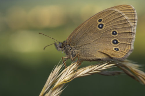 Butterfly, motyl, Ringlet, Aphantopus hyperantus, Przestrojnik trawnik
