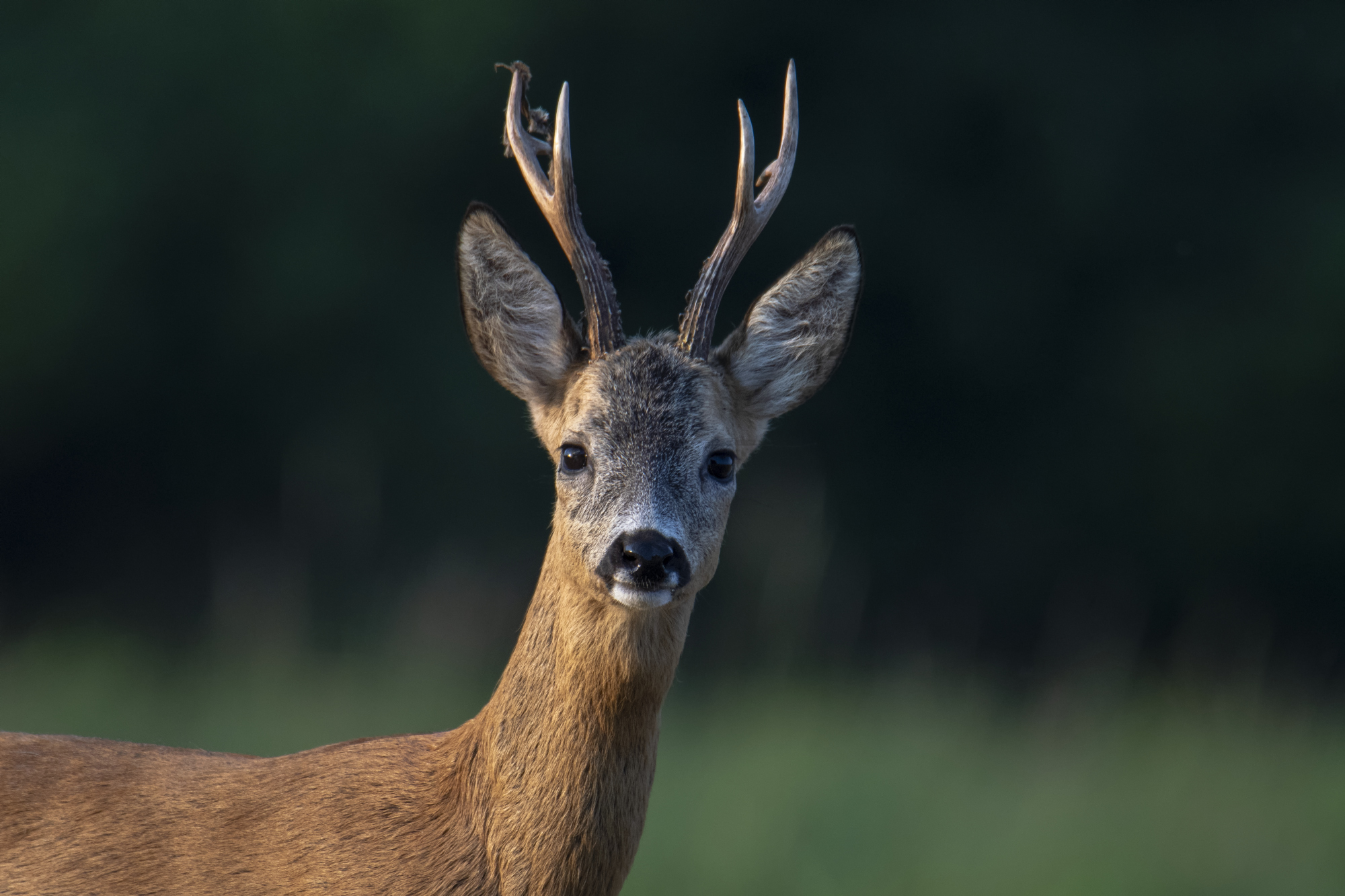 Roe-deer animal close up, nature photography