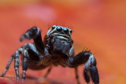 Skakun spider, small spider, jumping spider, close up macro photogrphy, eyes, orange background, wild life