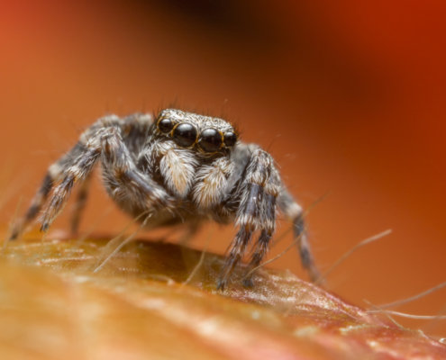 skakun jumping spider close up macro photography, insect, orange background