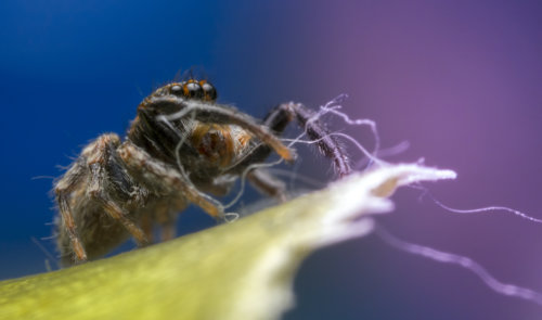 Skakun spider, small spider, jumping spider, close up macro photogrphy