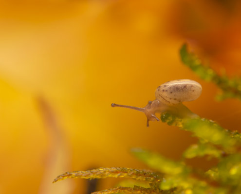 snail on plant orange background macro photography close up wild life