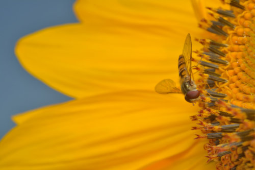 Sunflower, Episyrphus balteatus, Marmalade hoverfly, Bzyg prążkowany, macro photography