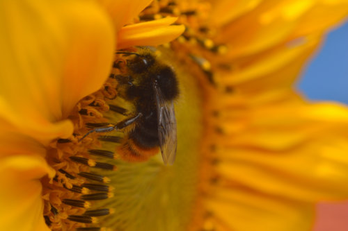 Sunflower, Red-tailed bumblebee, Bombus lapidarius, Trzmiel kamiennik, insect close up