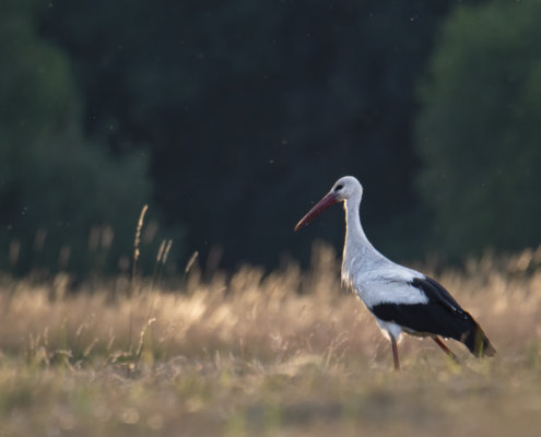 White stork, Ciconia ciconia, Bocian biały