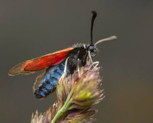 Zygaena loti, Slender Scotch burnet, Kraśnik komonicowiec, red wings, insect, moth, macro photography close up