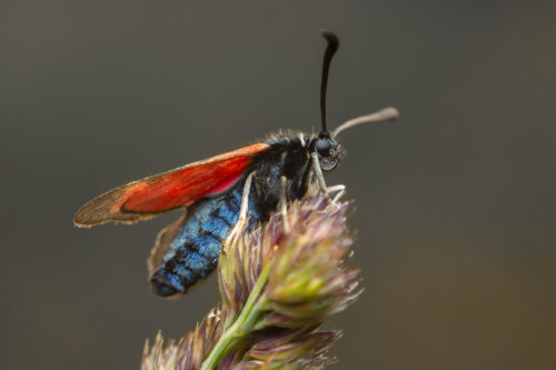 Zygaena loti, Slender Scotch burnet, Kraśnik komonicowiec, red wings, insect, moth, macro photography close up